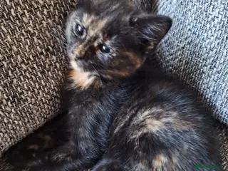 Mixed Breed cats Adorable kittens ready for their new home - Advert 10