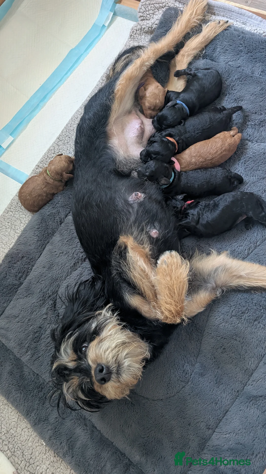 Jackapoo dogs for sale: FB1 jackapoo puppies 3 Remaining  in Stanley - Advert 2