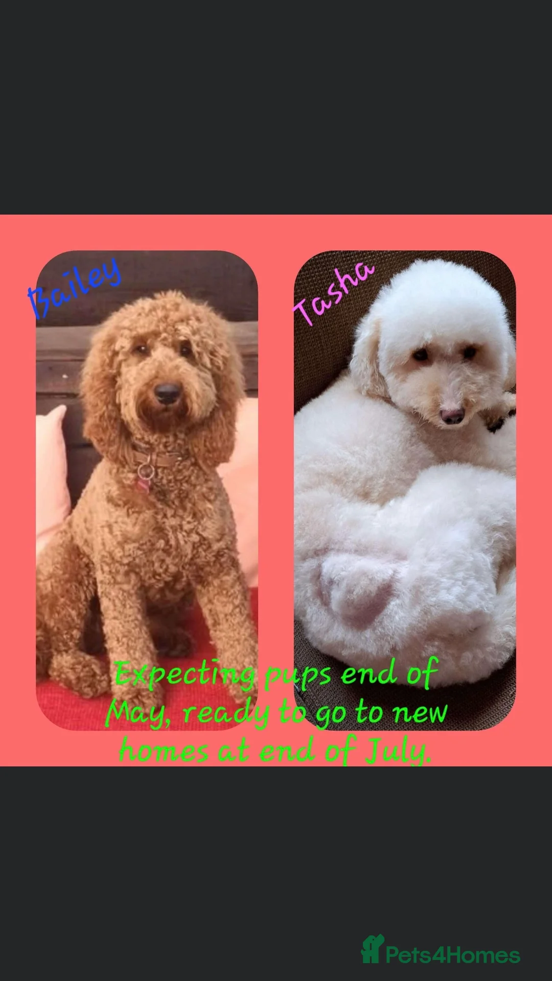 Cockapoo dogs for stud: cockapoo stud  in Aberlour - Advert 10