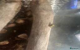 Frog reptiles for sale: Frog for sale  - Image 13