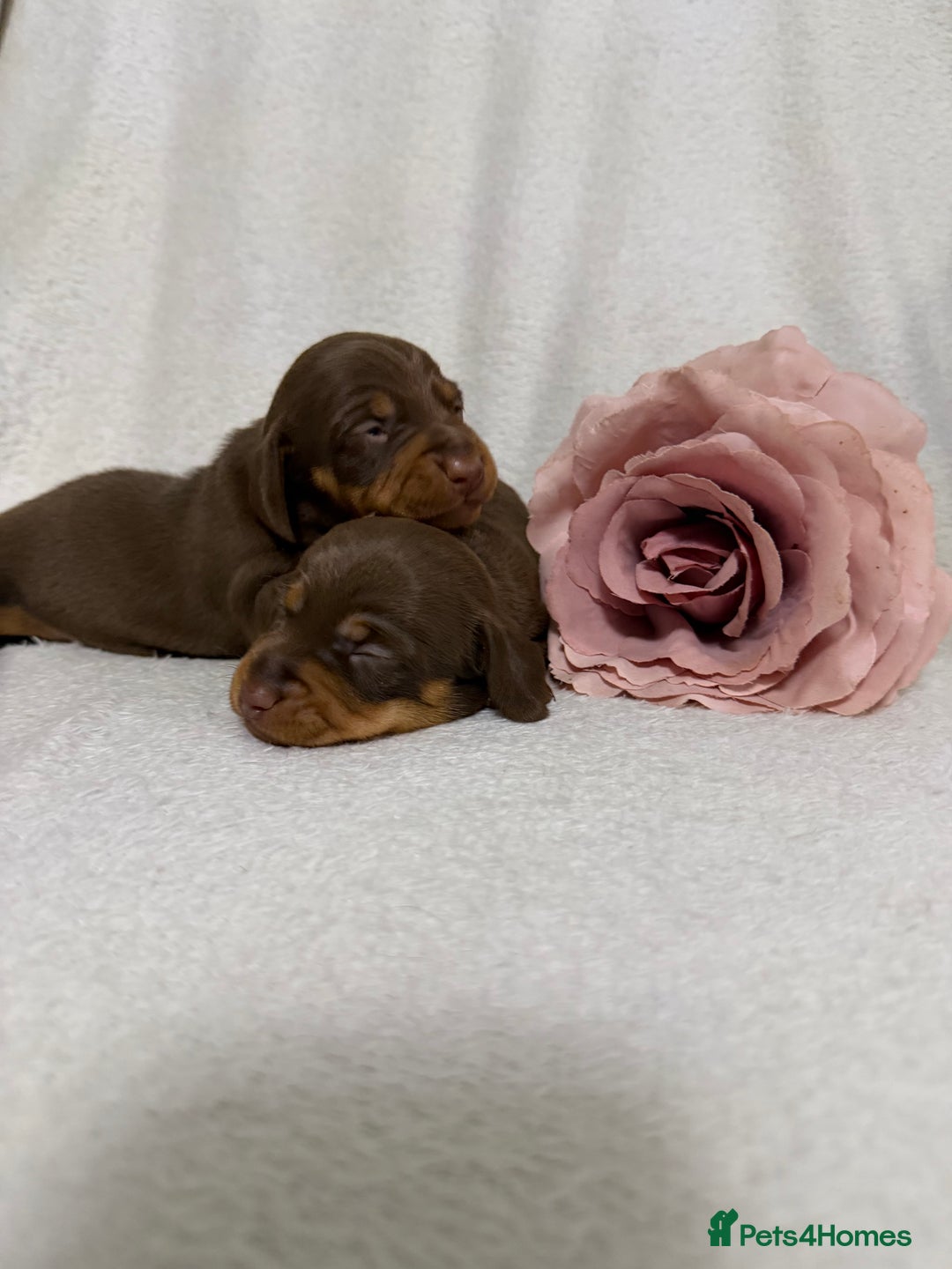 Miniature Dachshund dogs for sale: Stunning minature dachshunds  - Advert 13