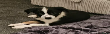 Border Collie 1