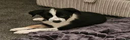 Border Collie dogs for sale: Outstanding Working Border Collie Puppies  in York - Advert 9