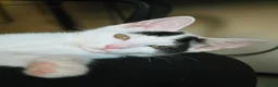 British Longhair cats for sale: We are a bonded pair looking for our forever home! - Advert 9