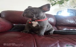 Akita dogs for sale: French blue KC registered 7 months old female pup - Image 4