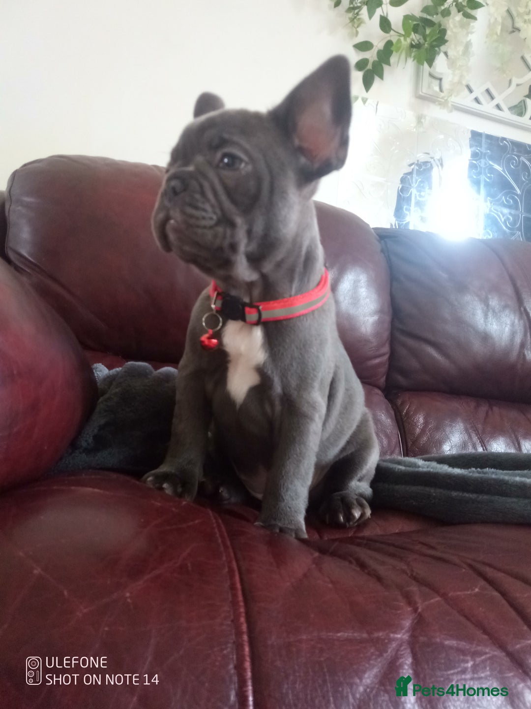 Akita dogs for sale: French blue KC registered 7 months old female pup - Image 4