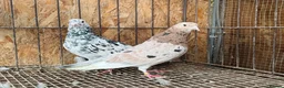 Pigeons birds for sale: BEAUTIFUL ALMOMD ROLLERS FOR SALE - Advert 7