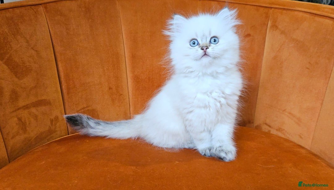 Scottish Fold cats for sale: Excellent Scottish fold kittens  - Image 6