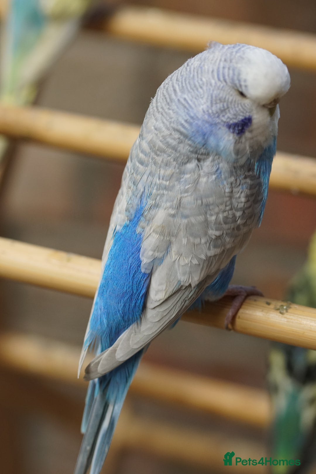 Budgerigars birds for sale: Budgies  - Advert 3