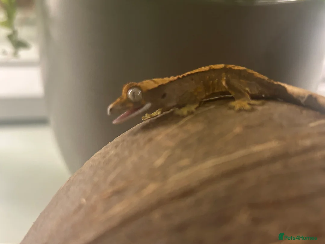 Mixed Breed reptiles for sale: various geckos! - Advert 33