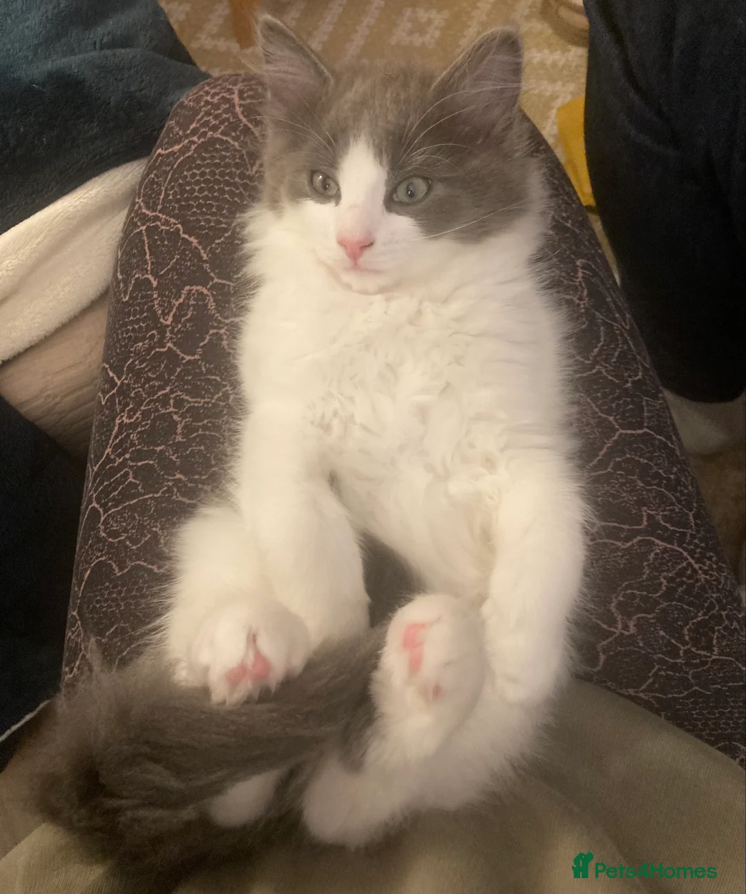 Maine Coon cats for sale: Rag Coon Kittens - Advert 8