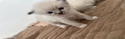 Ragdoll cats for sale: Stunning pure ragdoll kittens - Advert 15