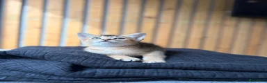 Abyssinian 5