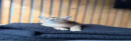 Abyssinian cats for sale: British x Abyssinian Kittens ONLY 2 left !  - Advert 14