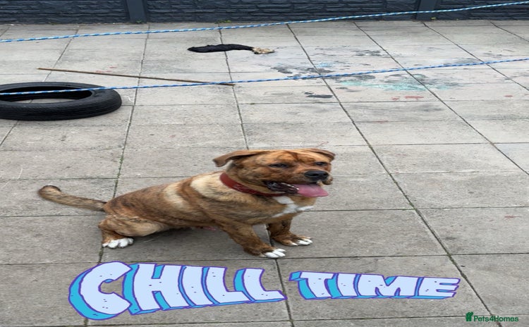 Mixed Breed dogs - Advert 1