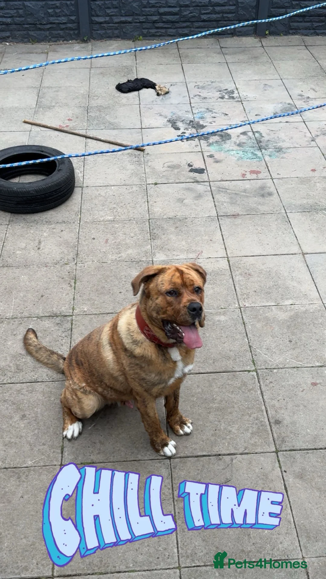 Mixed Breed dogs for sale: Presa x nepolyen mastiff  - Advert 1