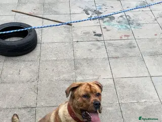 Mixed Breed dogs Presa x nepolyen mastiff - Advert 1