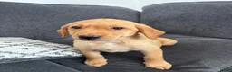 Labrador Retriever dogs for sale: Beautiful KC registered Labrador retriever puppies in Swansea - Advert 2