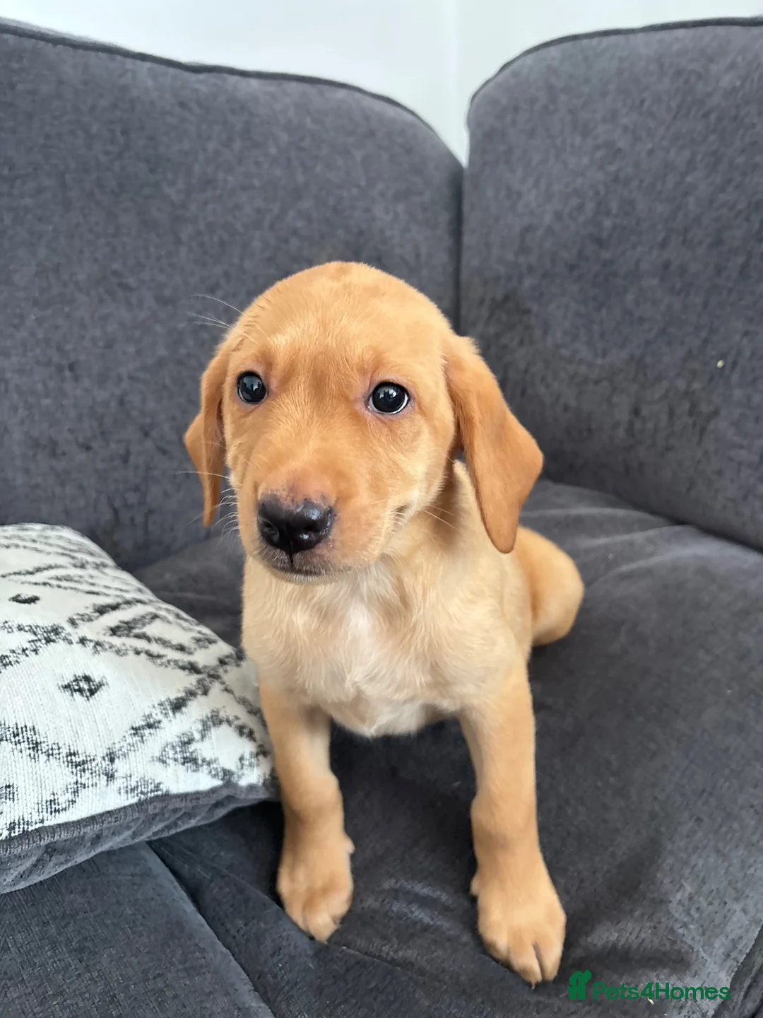 Labrador Retriever dogs for sale: Beautiful KC registered Labrador retriever puppies in Swansea - Advert 2