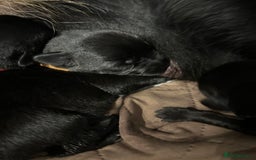 Mixed Breed dogs for sale: 11 adorable Rottador Labweiler puppies for sale   - Image 4