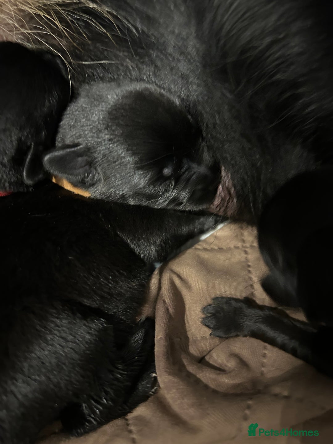 Mixed Breed dogs for sale: 11 adorable Rottador Labweiler puppies for sale   - Image 4