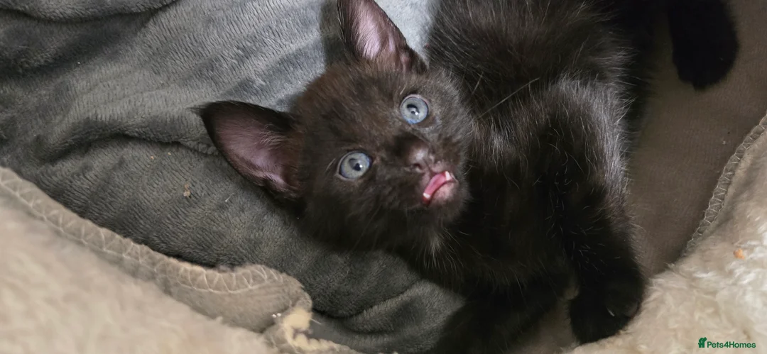 Mixed Breed cats for sale: MainecoonX  - Advert 2