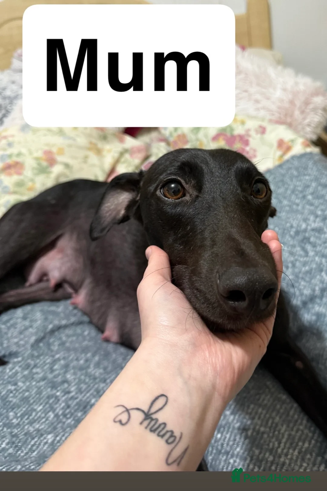 Mixed Breed dogs for sale: Black with white chest female pup in Shrewsbury - Advert 2