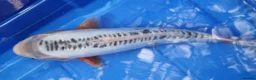 Koi Carp fish for sale: Small Medium & Large Koi Pond Fish in Chorley Carp - Advert 11
