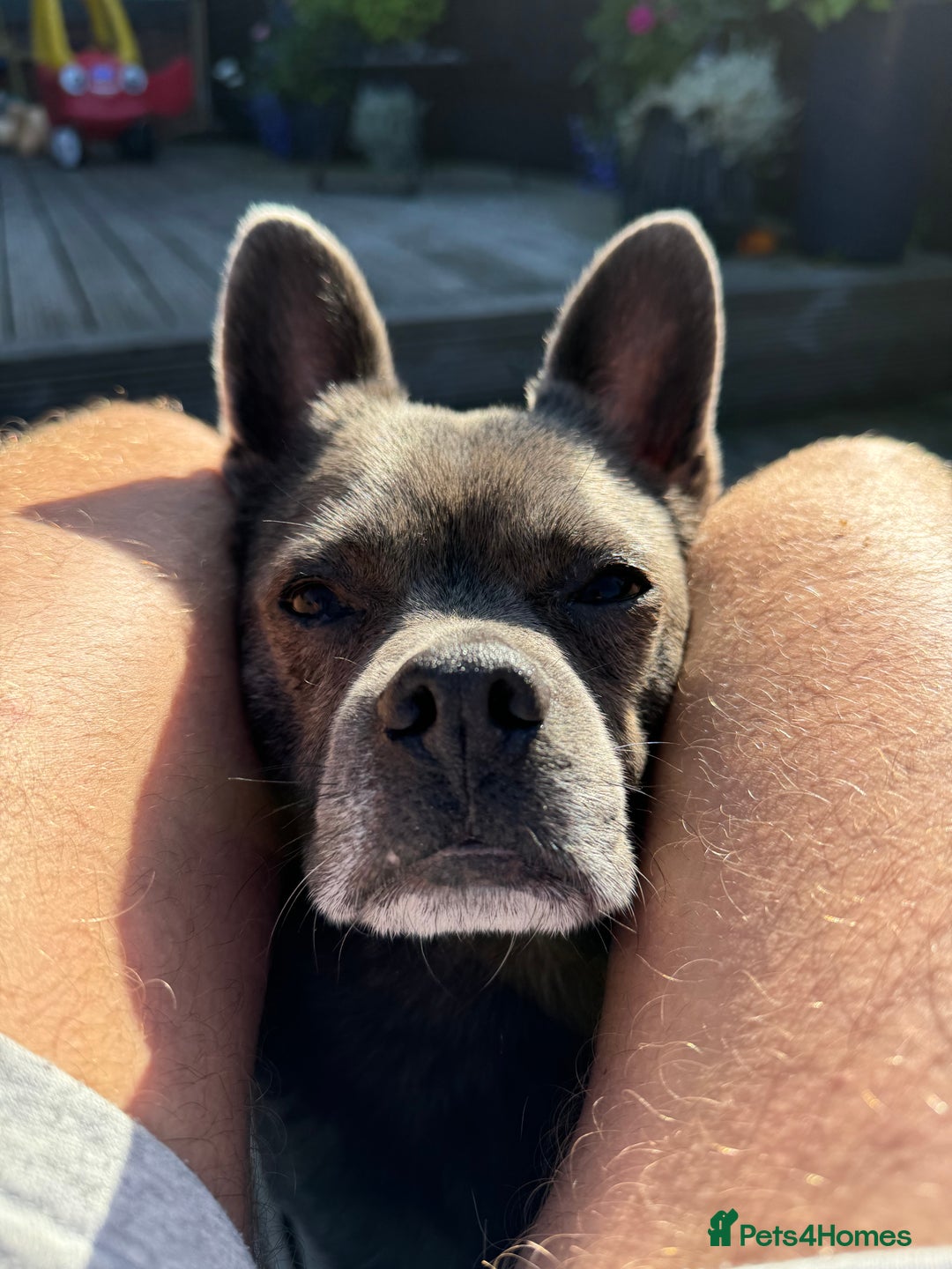 Mixed Breed dogs for sale: Ronnie  - Advert 26