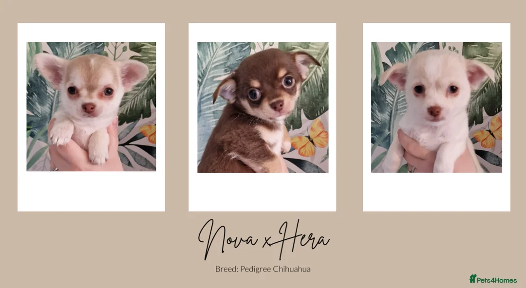 Chihuahua dogs for stud: Unique Chihuahua for Stud 🐾 in Southampton - Advert 30