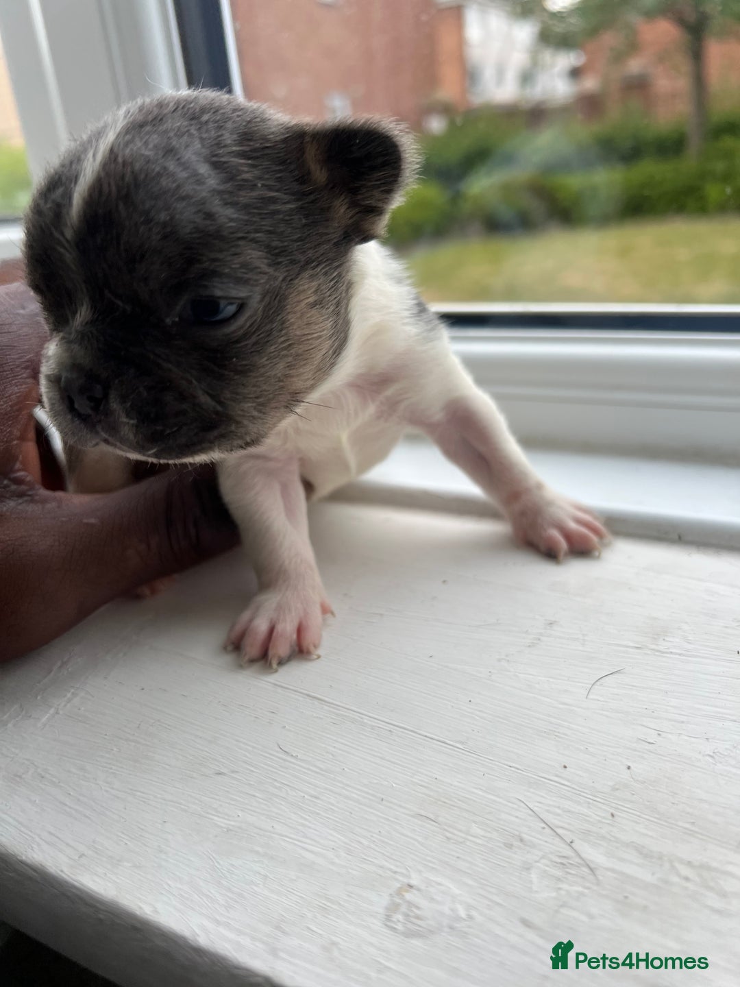 French Bulldog dogs for sale: Two gorgeous French puppies  - Image 4