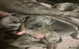 Cane Corso dogs for sale: Proudly presenting - Image 2