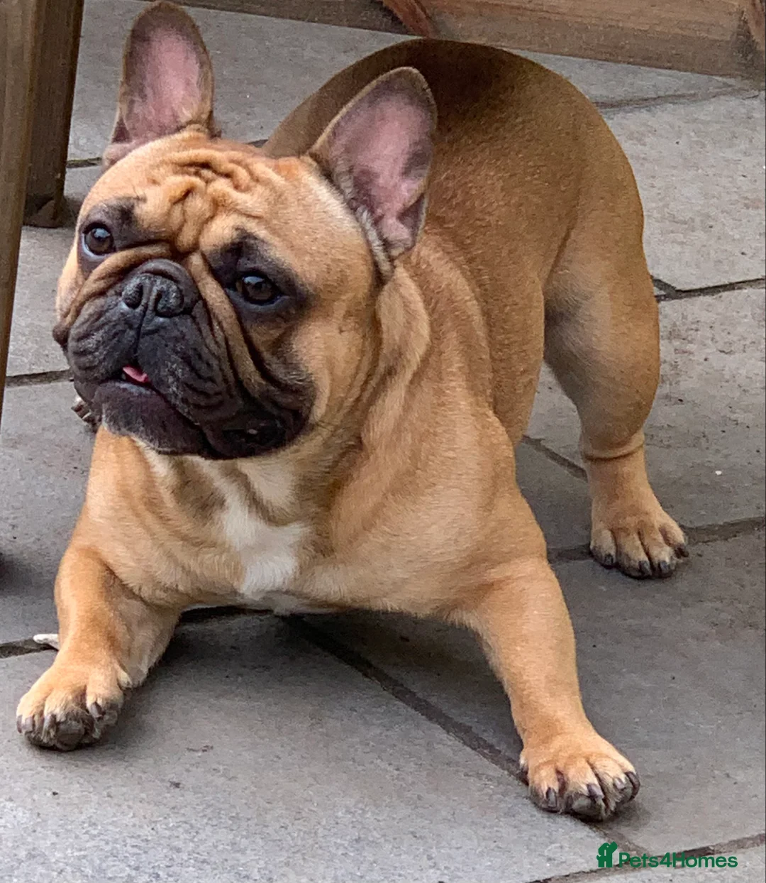 French Bulldog dogs for stud: Red fawn Dicar sired silver health tested in Edinburgh - Advert 23