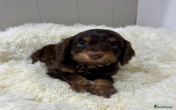 Cockapoo dogs for sale: Chocolate & Tan Cockapoo Puppies - Advert 5