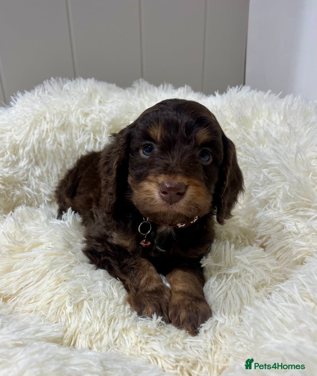 Cockapoo dogs for sale: Chocolate & Tan Cockapoo Puppies - Advert 5