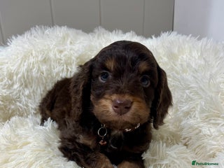 Cockapoo dogs Chocolate & Tan Cockapoo Puppies - Advert 7