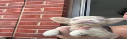 French Bulldog dogs for sale: BLUE AND PINK FLOODLES/FULL FLUFFY  FRENCH PUPPIES - Advert 25