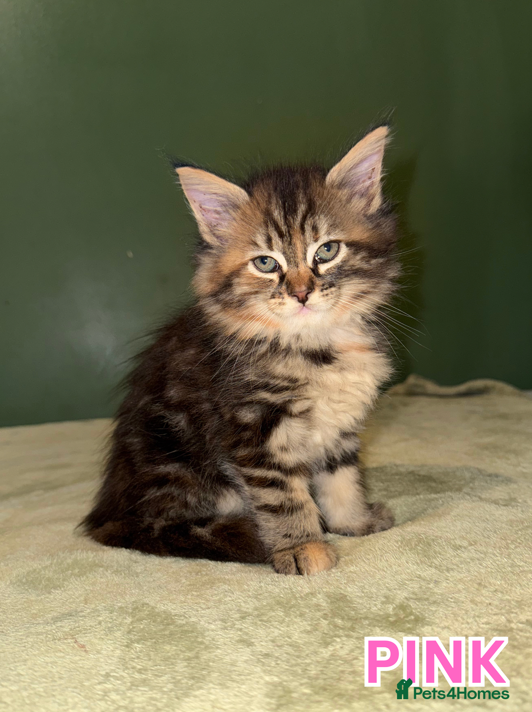Maine Coon cats for sale: Maine Coon Cross Kittens Ready for Homes! - Advert 10