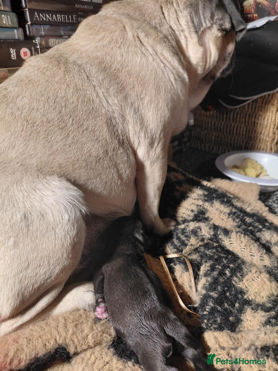 Pug dogs for sale: 2 female pug puppies ready in 7 weeks in Saint Austell - Advert 2