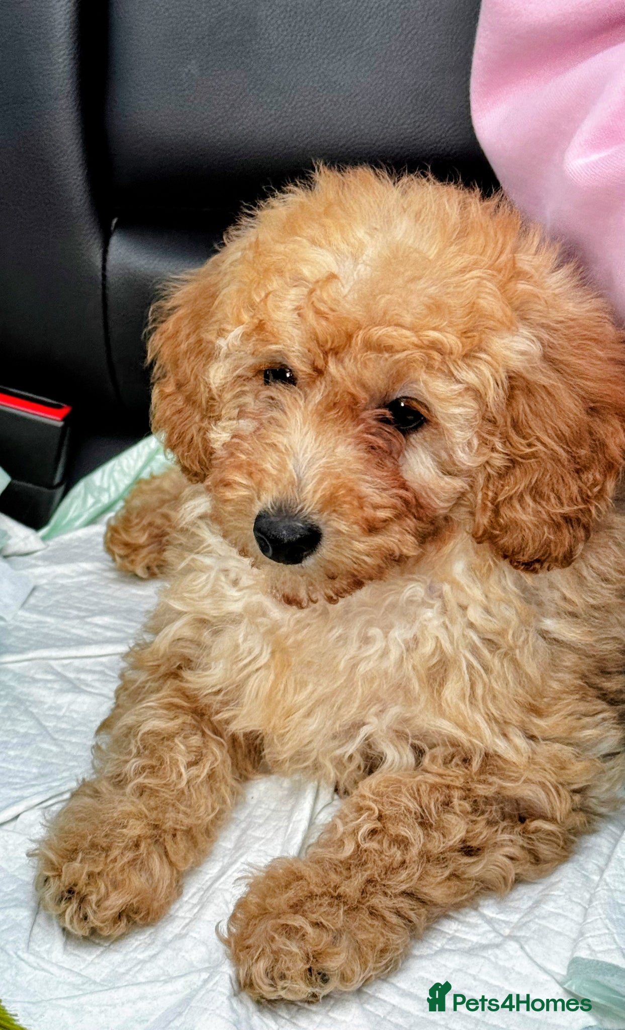 Mixed Breed dogs  Exquisite Poodle Puppies Fully vaccinated. - Advert 2
