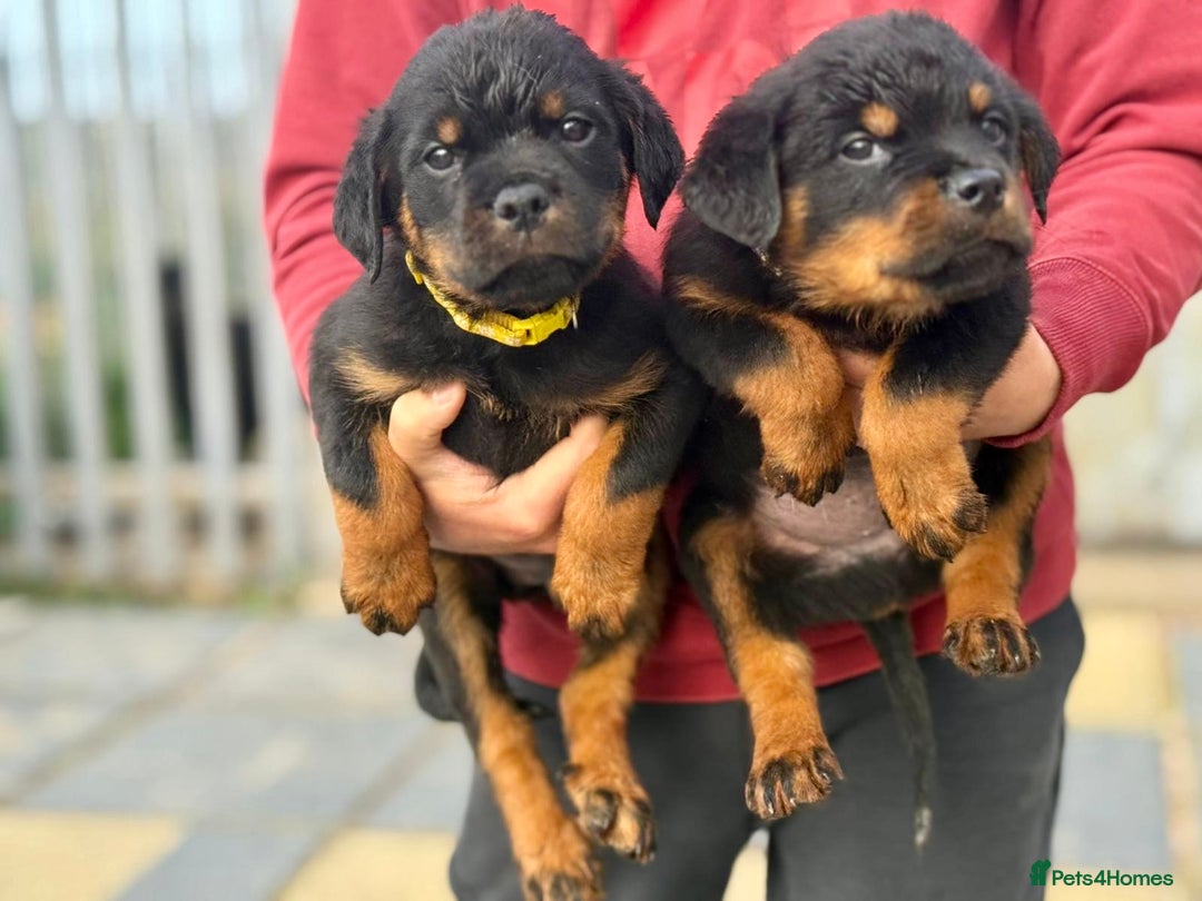 Rottweiler dogs for sale: 5 Generation pedigree  in Lanark - Image 12
