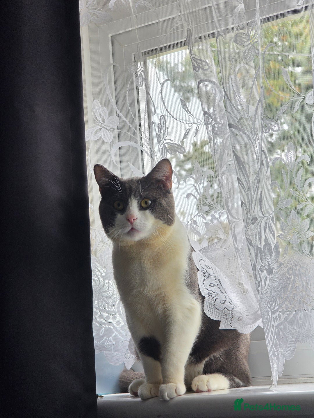 British Shorthair cats for sale: British shorthair male looking for a new home - Advert 2