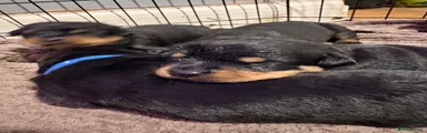 Rottweiler 2