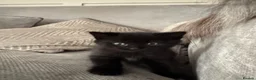 Maine Coon cats for sale: Fluffy Maine coon x - Advert 12