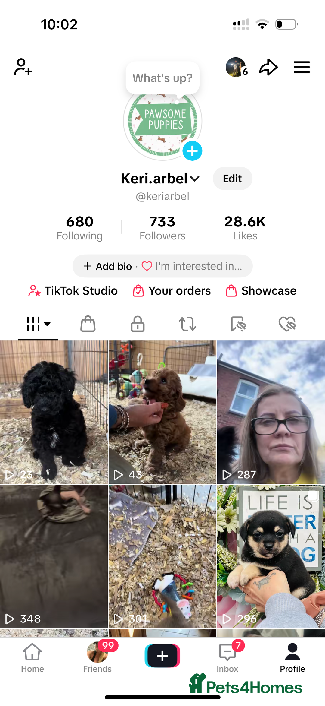 Miniature Poodle dogs for sale: Wow 🤩 how stunning  - Image 10