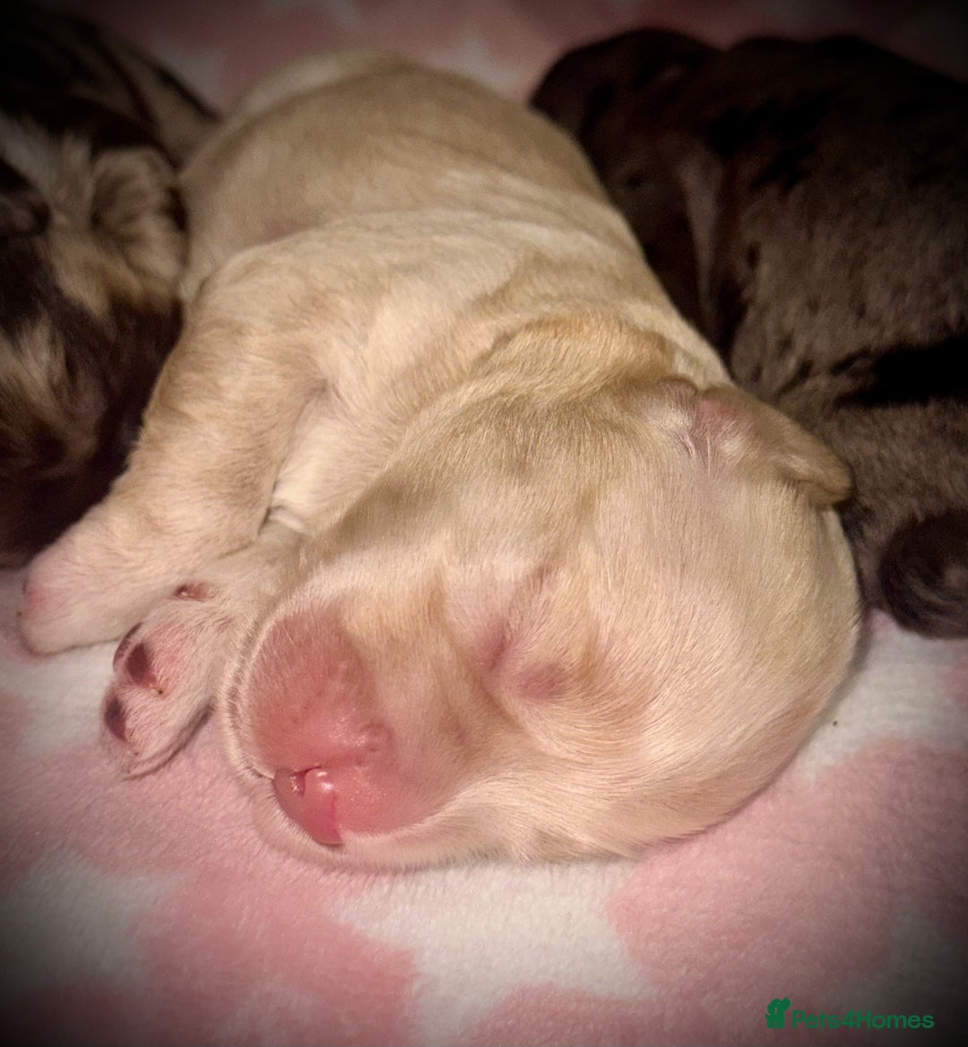 Cockapoo dogs for sale: F1 Miniature Cockapoo.   - Advert 6