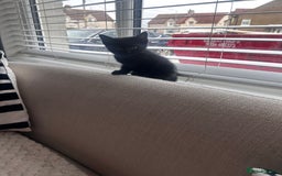 Mixed Breed cats for sale: All black kittens  - Image 1