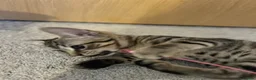 Domestic Shorthair cats for sale: Adorable Tabby Kittens Seeking Their Forever Homes - Advert 14