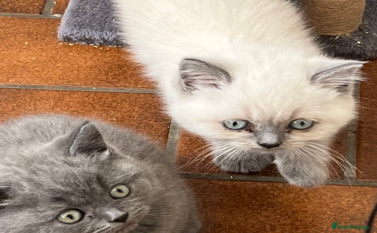 British Shorthair cats - Advert 8