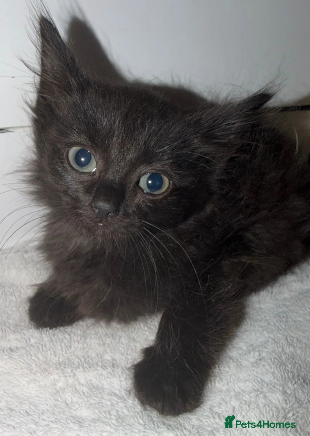 Ragdoll cats for sale: Ragdoll kittens for sale  - Advert 1